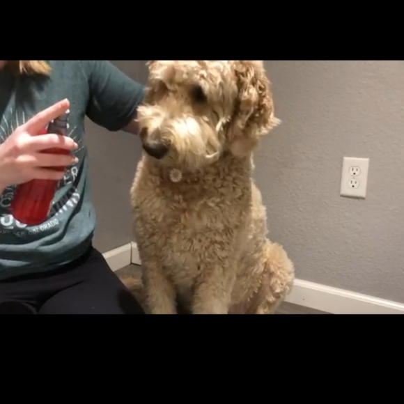 CHI Detangling Finishing Dog Spray, 10-fl oz bottle - Picture 6 of 8